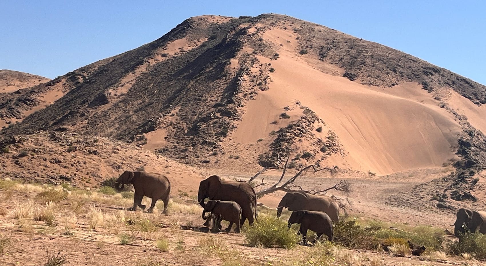Herde Wüstenelefanten vor Bergkulisse in der Namib.
