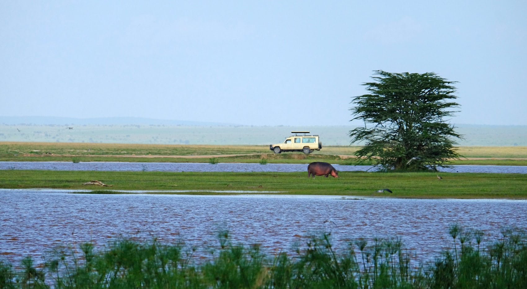 Ein Fahrzeug hinter einem Nilpferd im Amboseli Nationalpark. Ein Fahrzeug hinter einem Nilpferd im Amboseli Nationalpark.