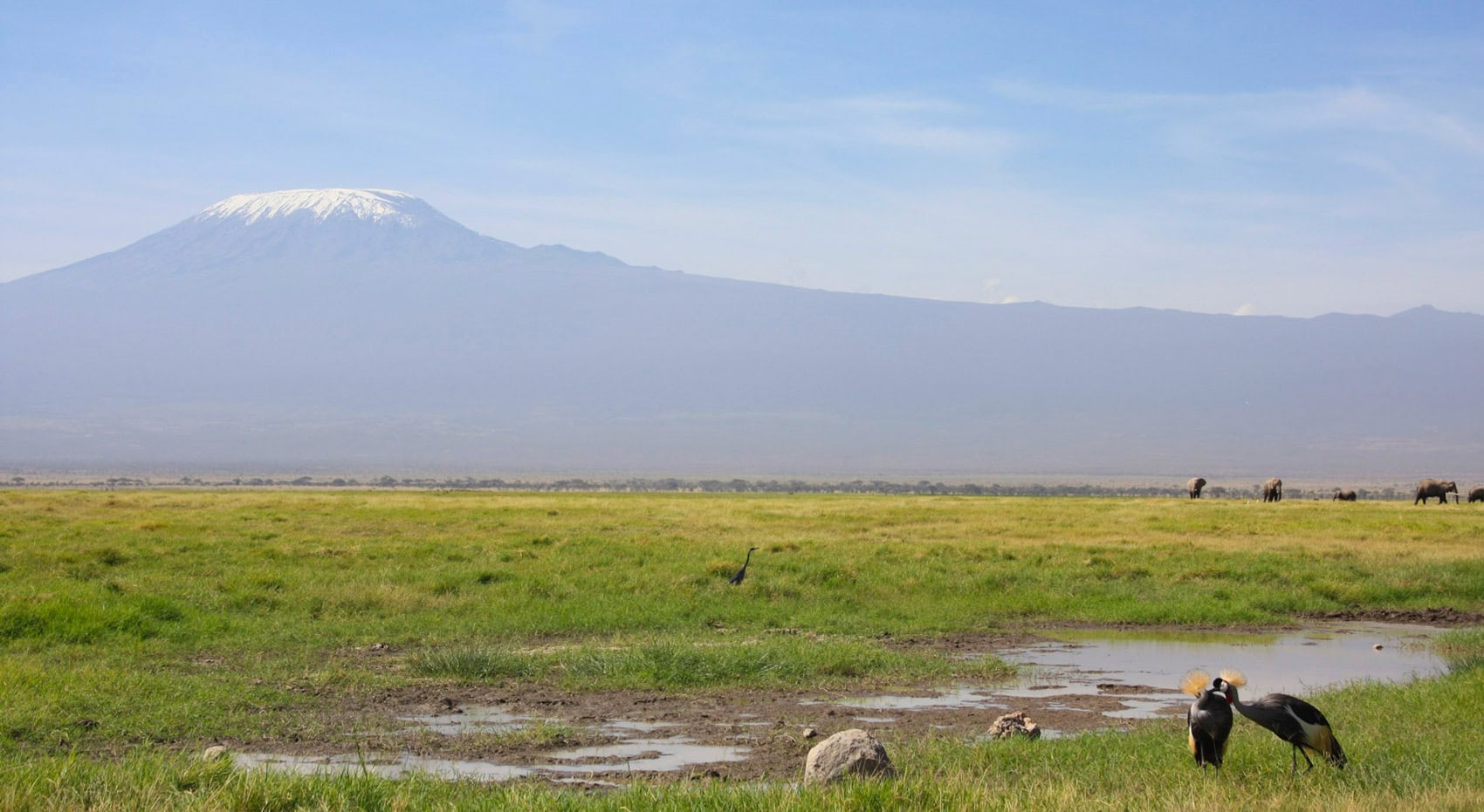 Vögel und Elefanten vor der Kulisse des Kilimandscharos im Amboseli Nationalpark in Kenia Vögel und Elefanten vor der Kulisse des Kilimandscharos im Amboseli Nationalpark in Kenia