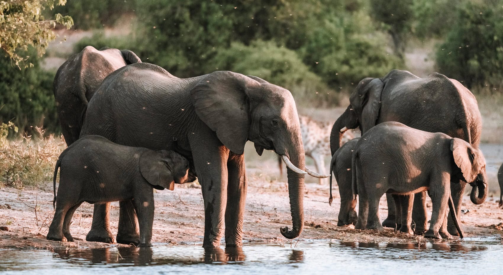 Elefanten am Chobe Fluss. Elefanten am Chobe Fluss.