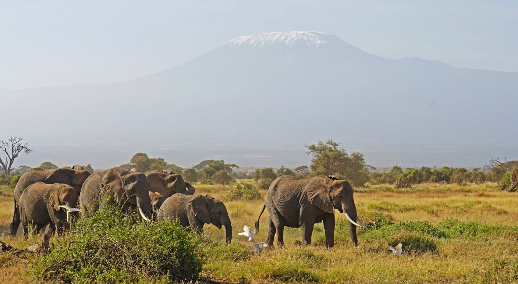 Elefanten im Amboseli Nationalpark vor dem Kilimandschari. Elefanten im Amboseli Nationalpark vor dem Kilimandschari.