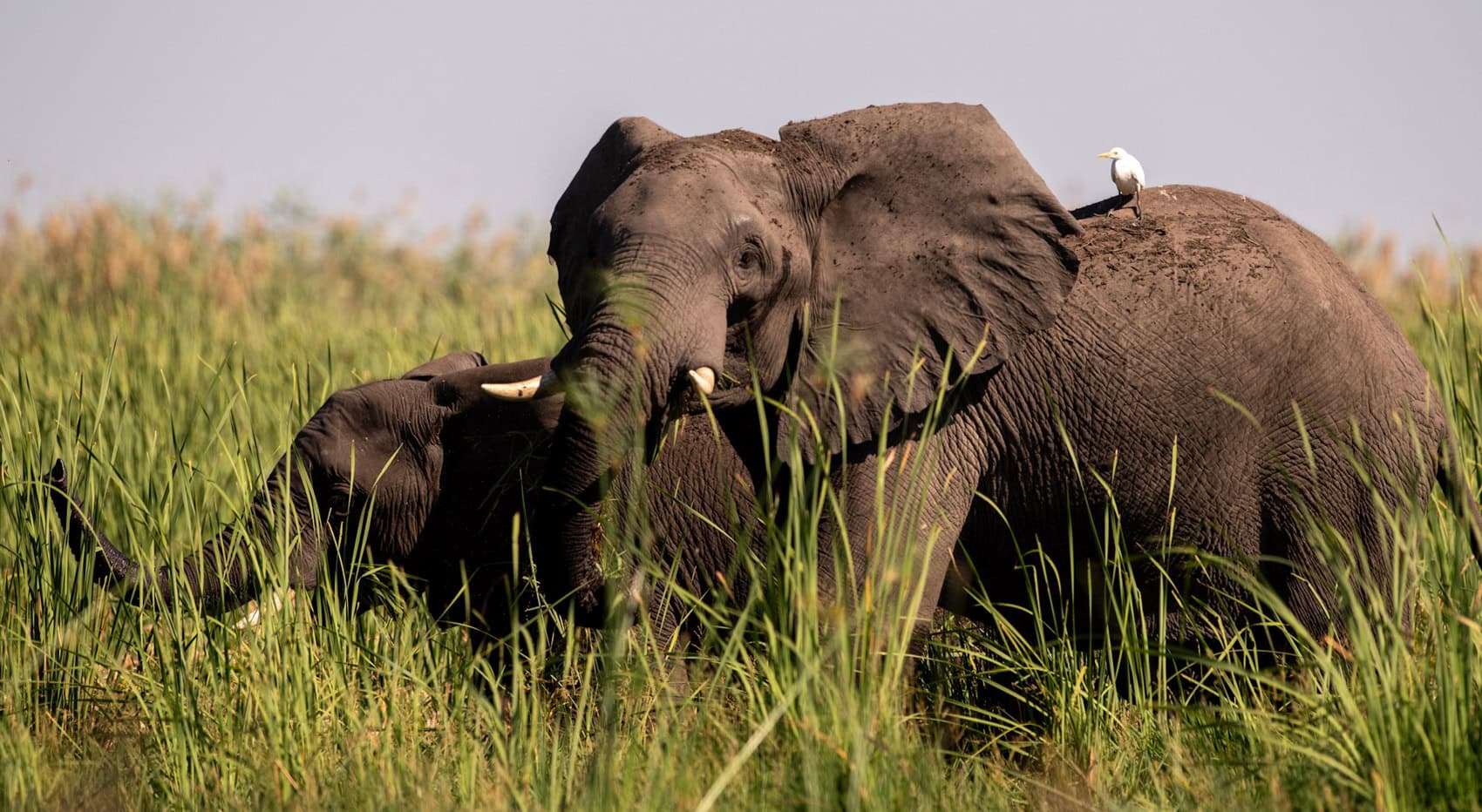 Zwei Elefanten im hohen Grass im Okavango Delta in Botswana. Zwei Elefanten im hohen Grass im Okavango Delta in Botswana.