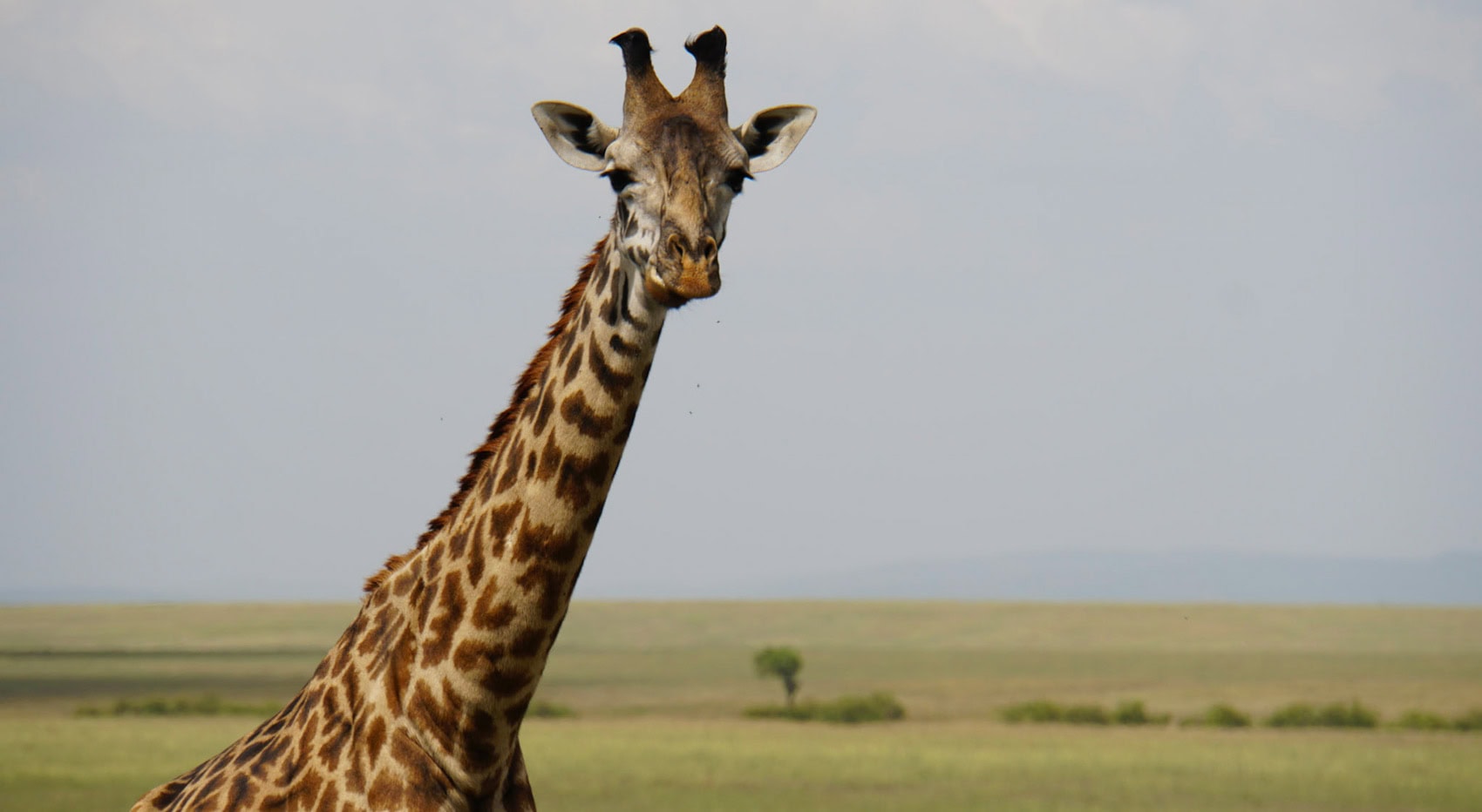 Eine Nahaufnahme einer Giraffe in der Masai Mara. Eine Nahaufnahme einer Giraffe in der Masai Mara.