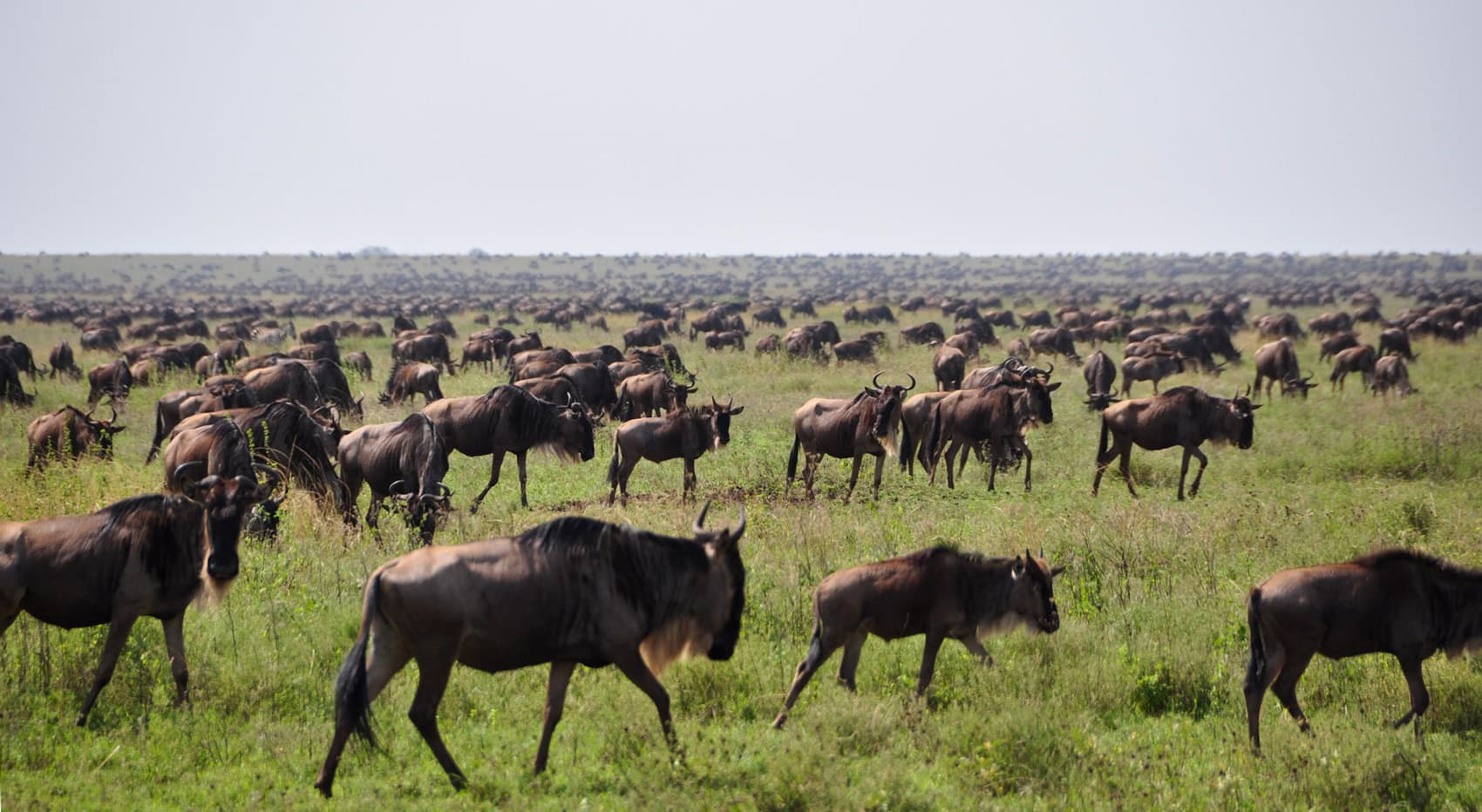 Gnus in der Serengeti zur großen Migration. Gnus in der Serengeti zur großen Migration.