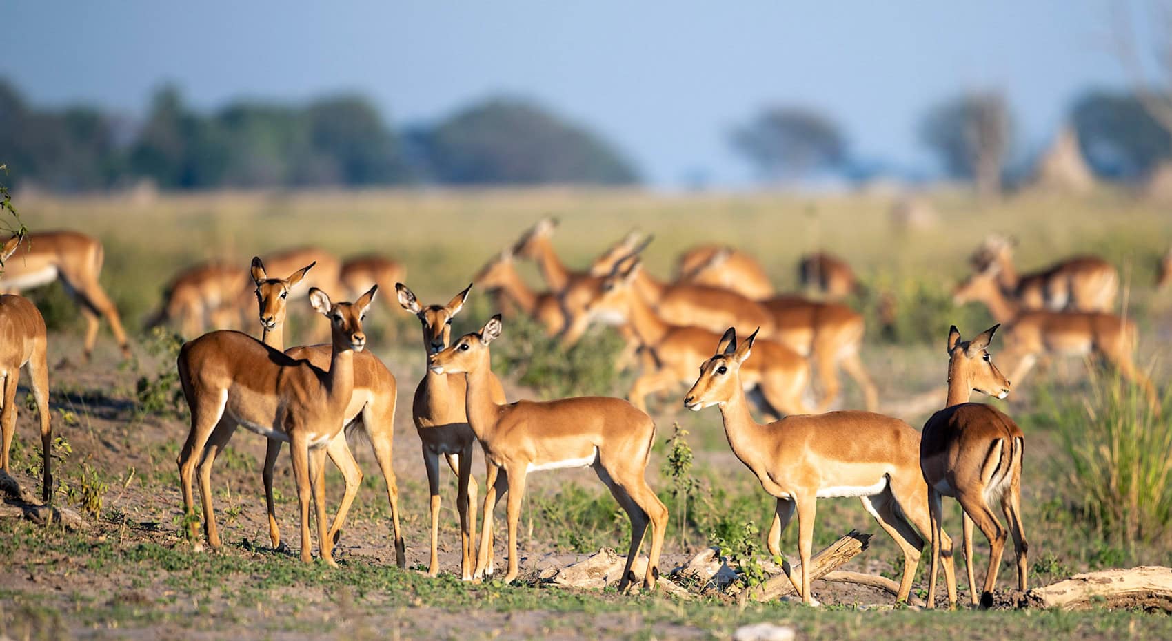 Impalas im Chobe Nationalpark. Impalas im Chobe Nationalpark.