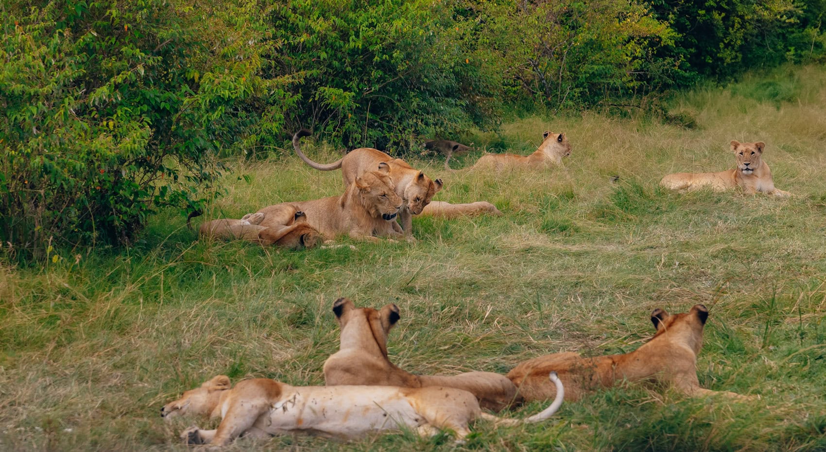 Eine Löwenfamilie in der Masai Mara. Eine Löwenfamilie in der Masai Mara.