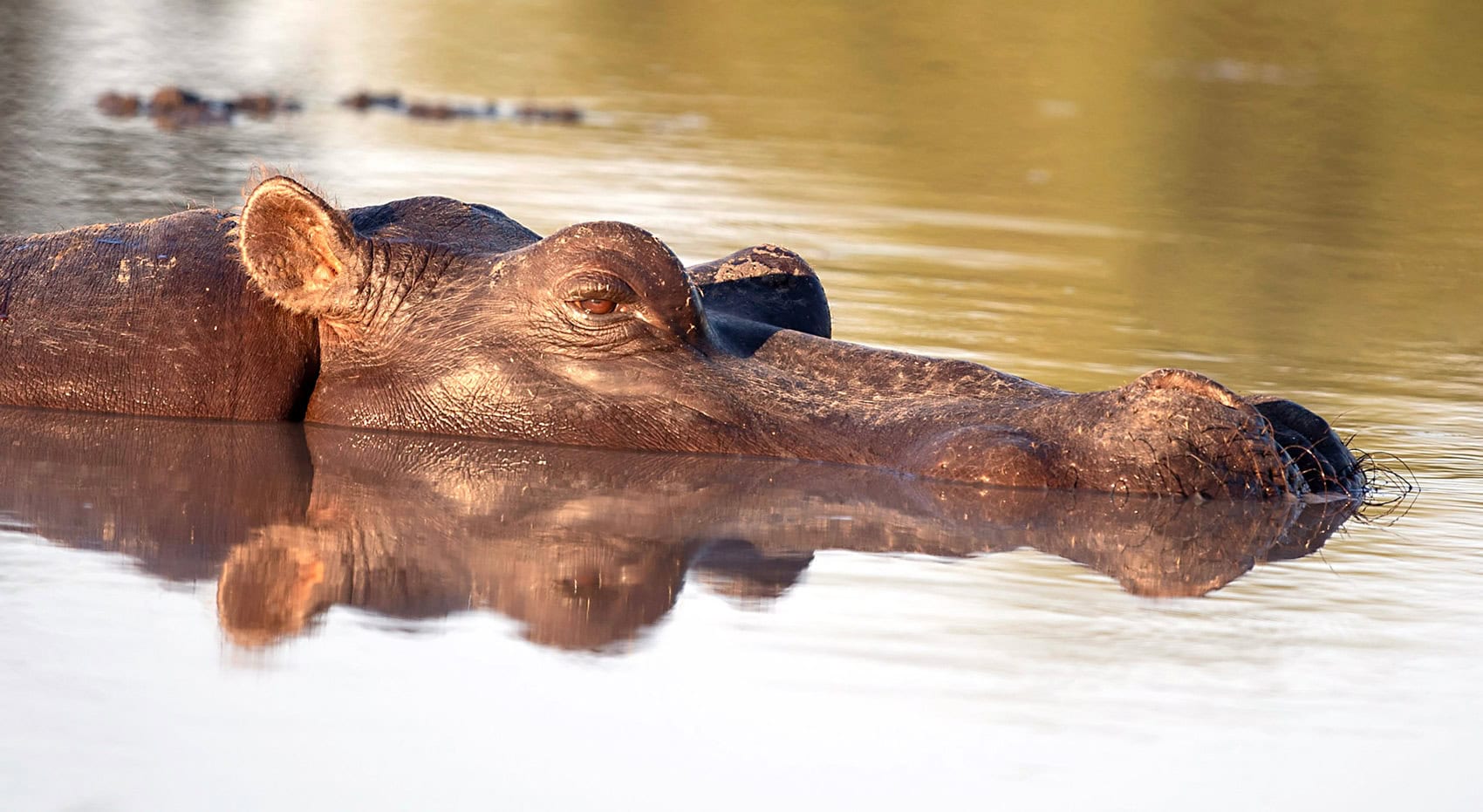 Ein Nilpferd im Chobe River. Ein Nilpferd im Chobe River.