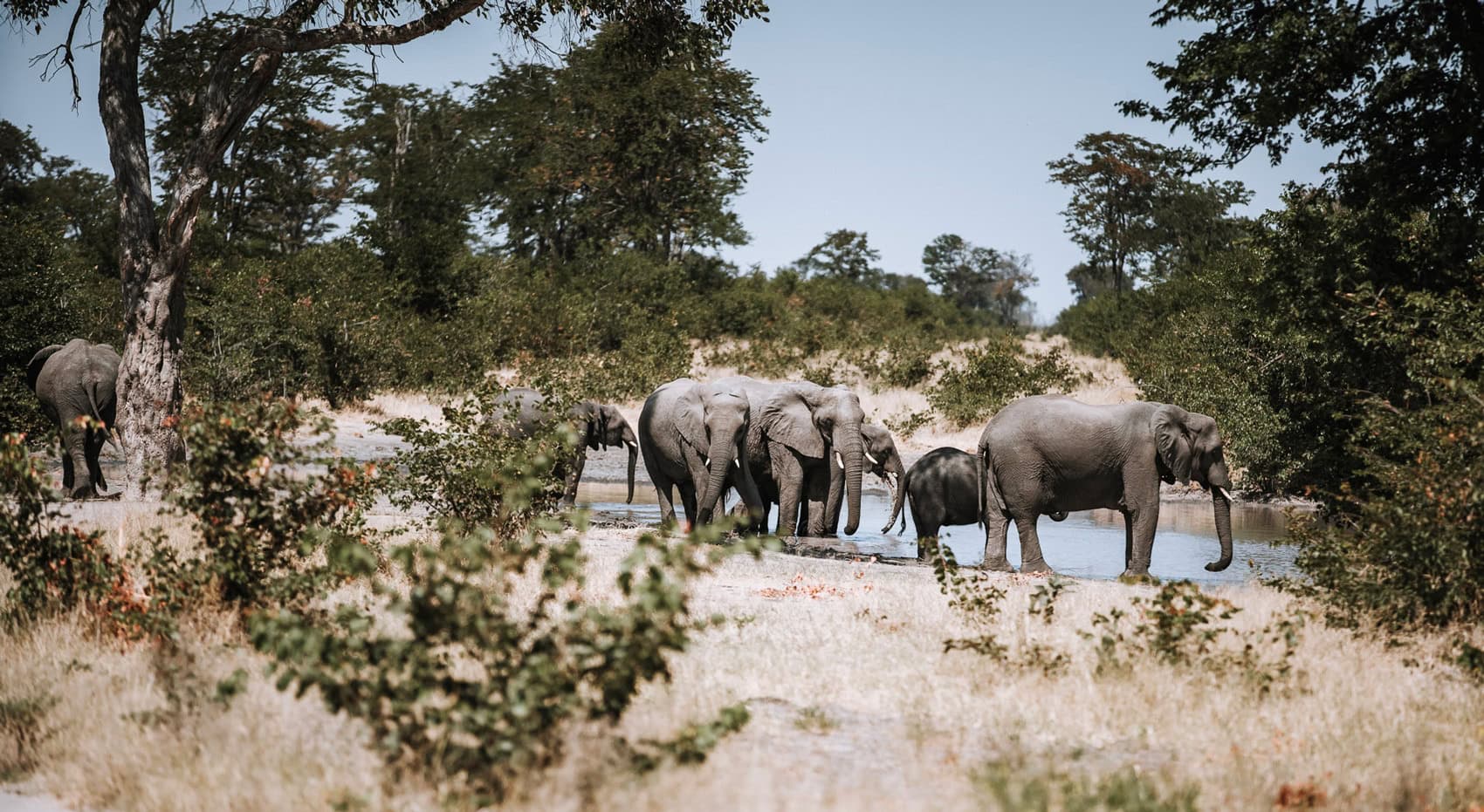 Elefanten am Fluss im Moremi Game Reserve. Elefanten am Fluss im Moremi Game Reserve.