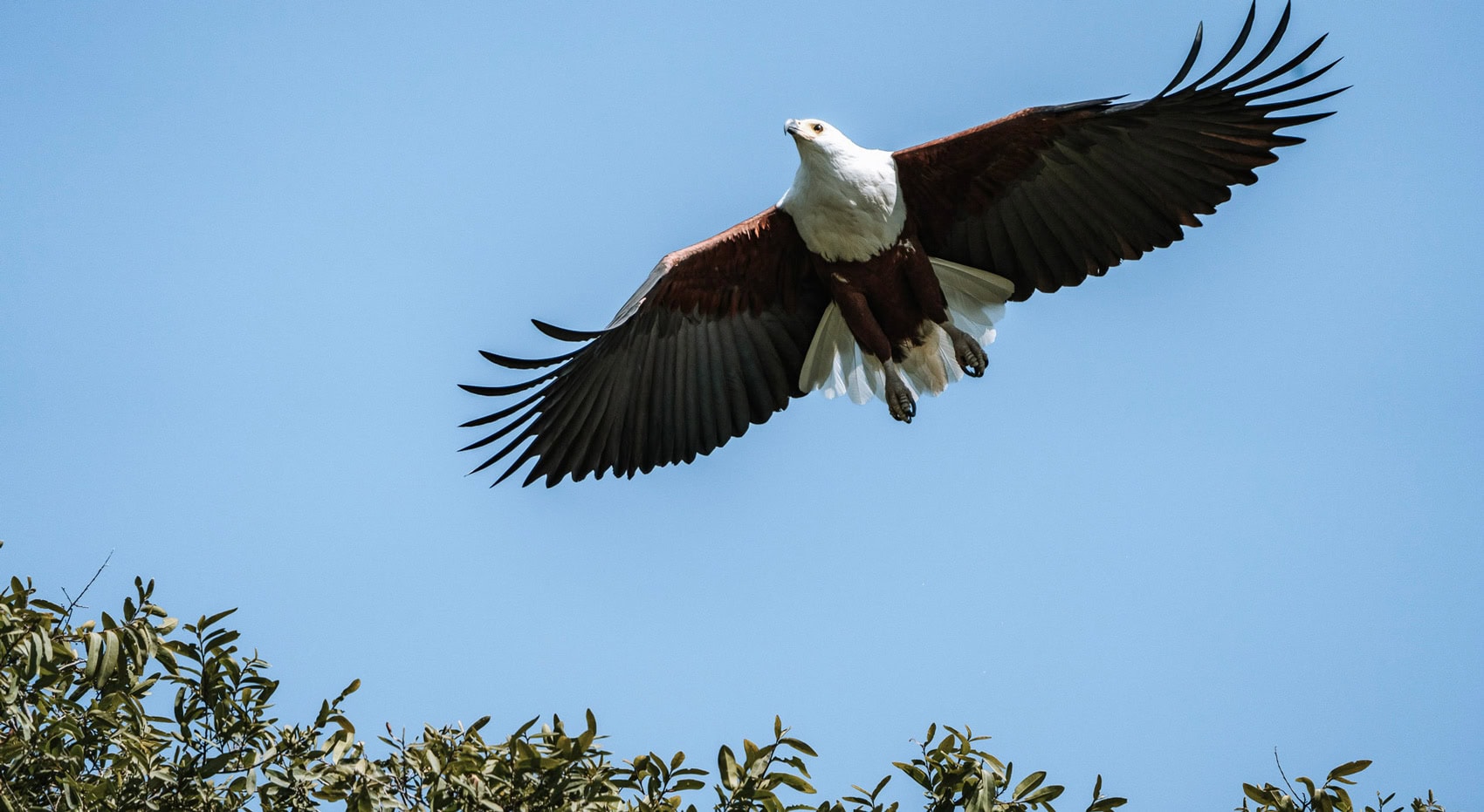 Ein Schreiseeadler fliegt über das Okavango Delta. Ein Schreiseeadler fliegt über das Okavango Delta.