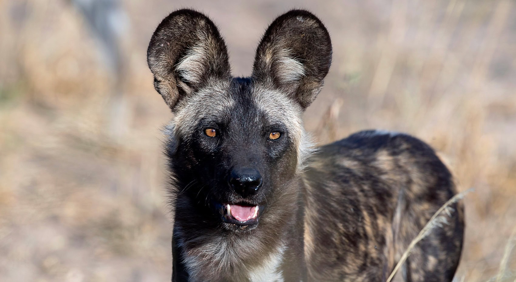 Ein Wildhund in Savuti im Chobe Nationalpark. Ein Wildhund in Savuti im Chobe Nationalpark.