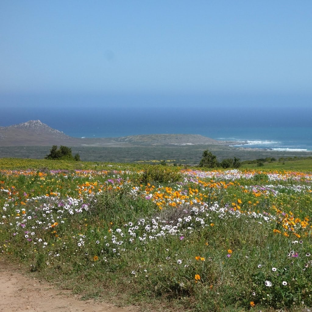 Blumenwiese an der Westküste Südafrika bei Paternoster