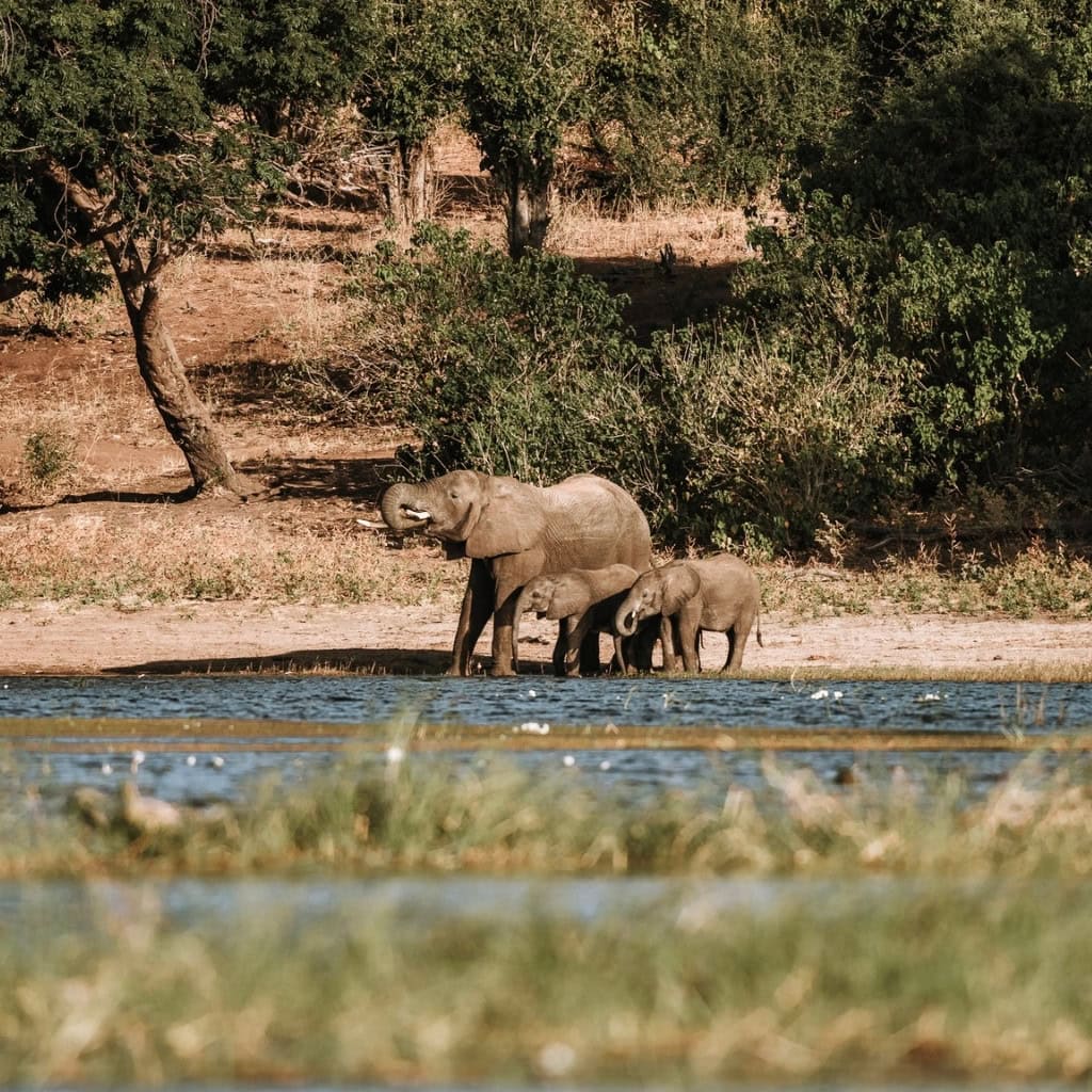 Elefanten am Chobe Fluss