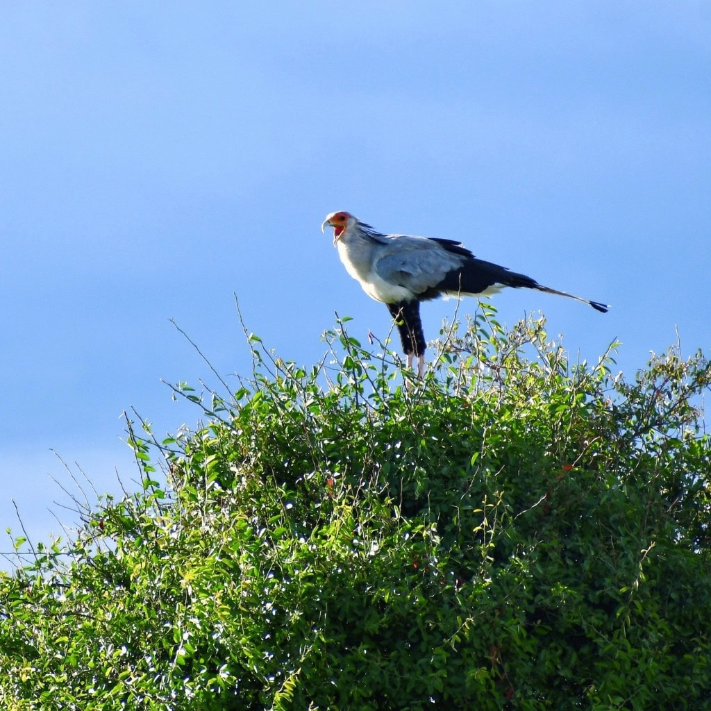 Kreischender Sekretärvogel