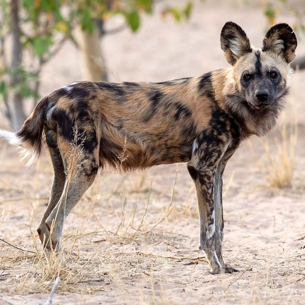 Afrikanischer Wildhund in Botswana