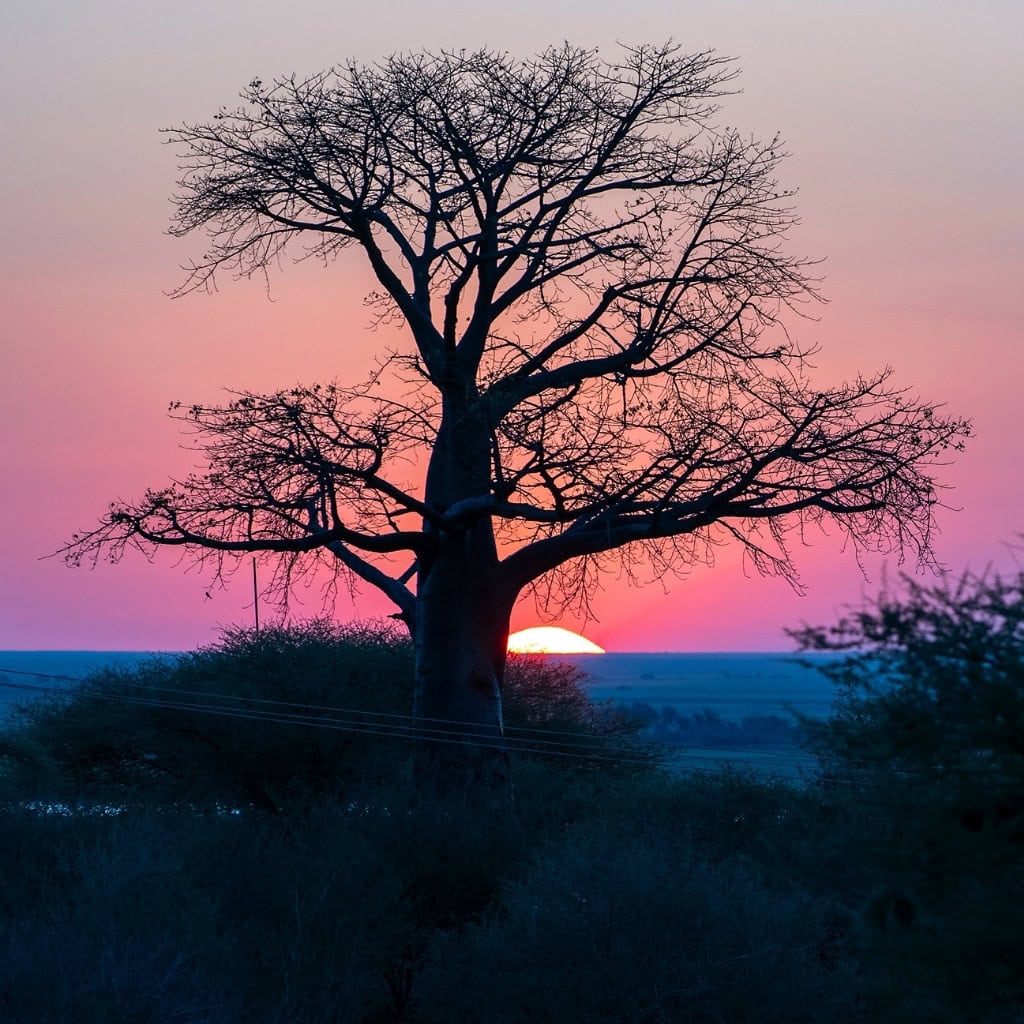 Sonnenuntergang hinter Baobab Baum