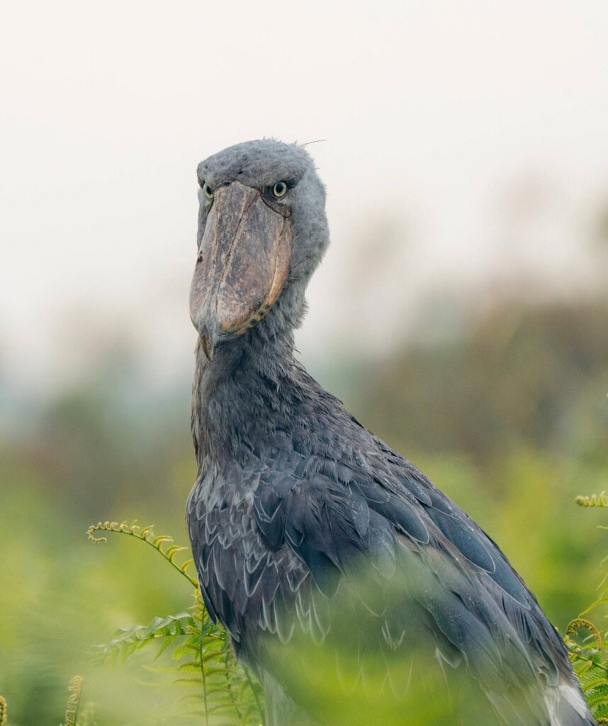 Bangweulu Sümpfe Vogelvielfalt
