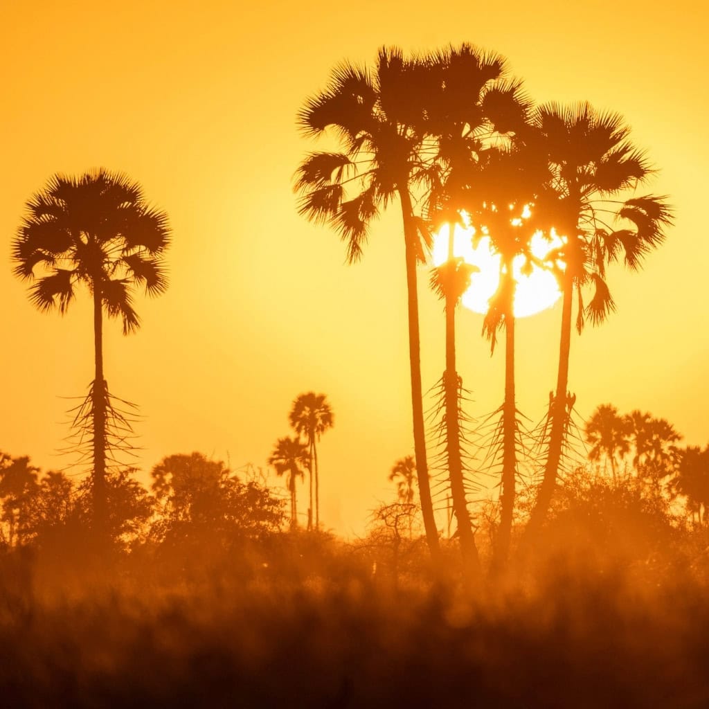 Silouhette von Palmen beim Sonnenuntergang im Chobe