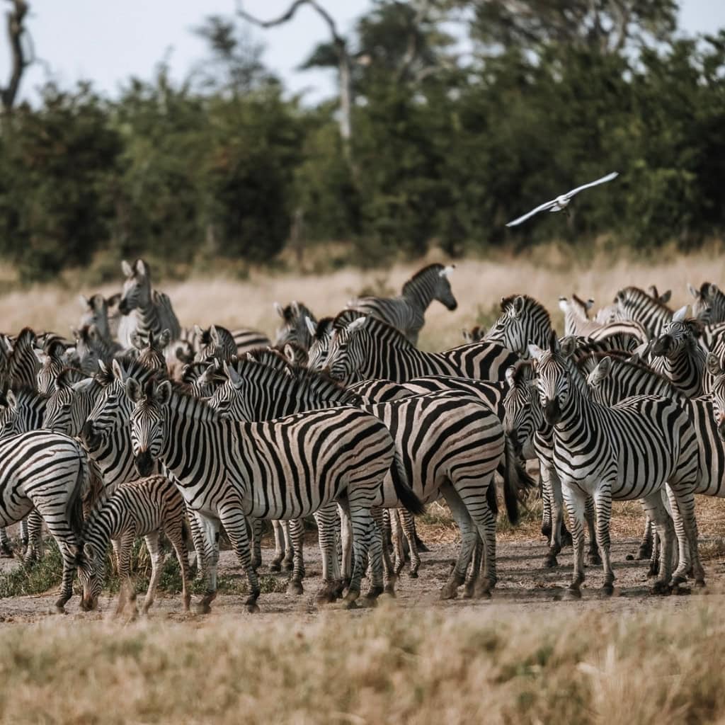 Eine Herde Zebras in Botswana
