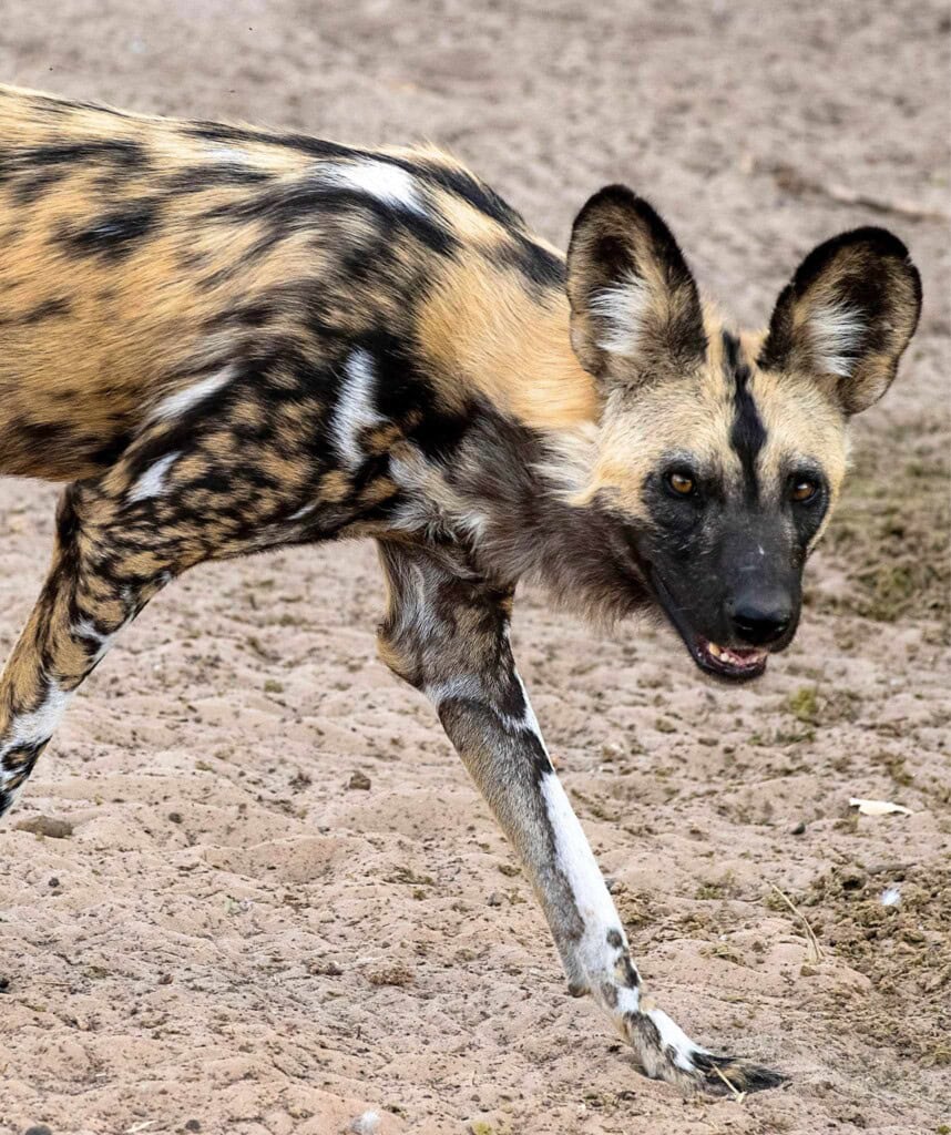 Afrikanischer Wildhund im Moremi Wildreservat