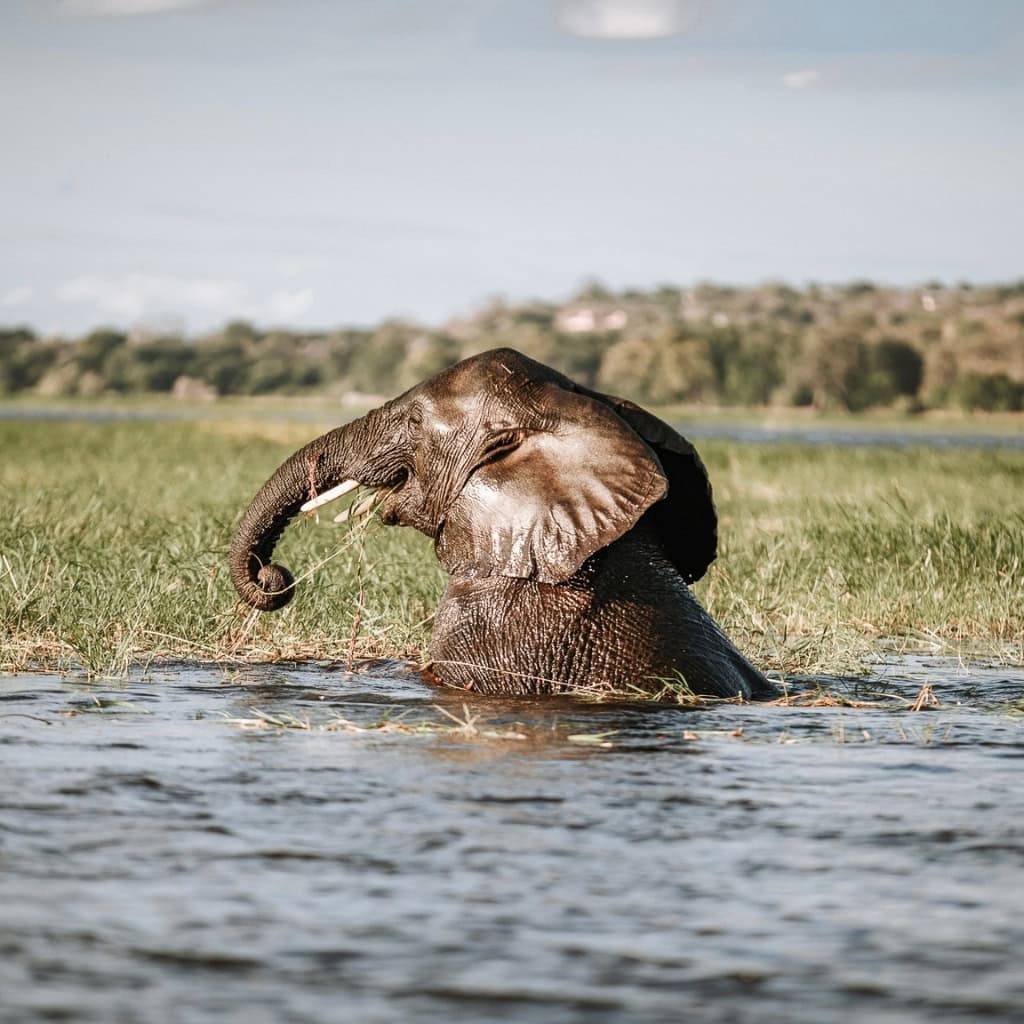 Elefant im Chobe Fluss