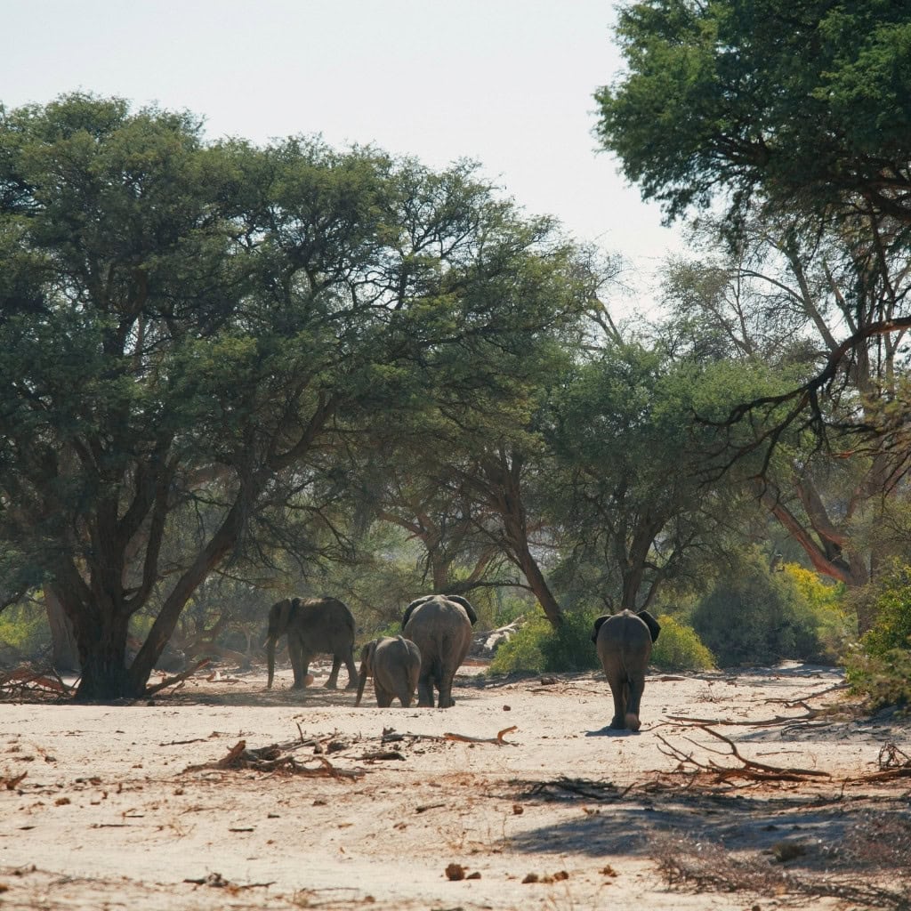 Wüstenelefant an einem Trockenfluss