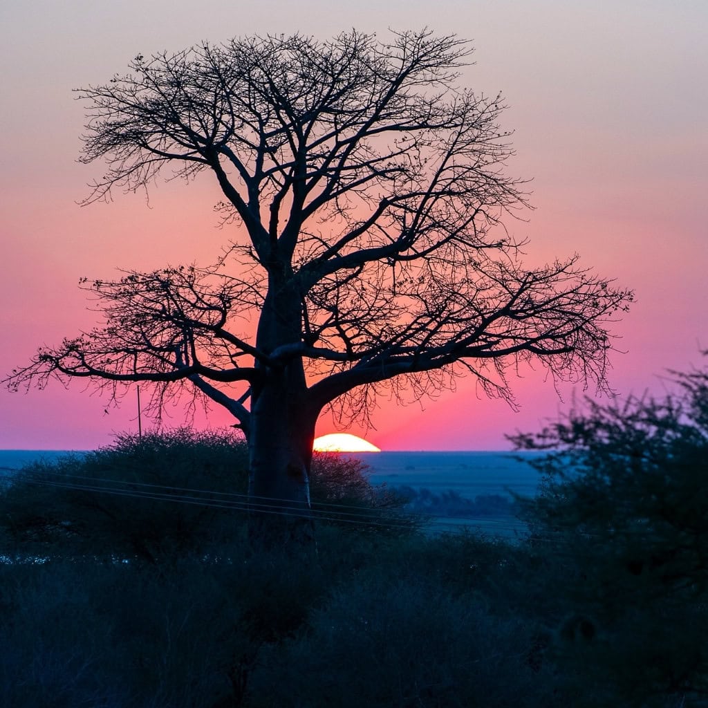 Baobab Sonnenuntergang