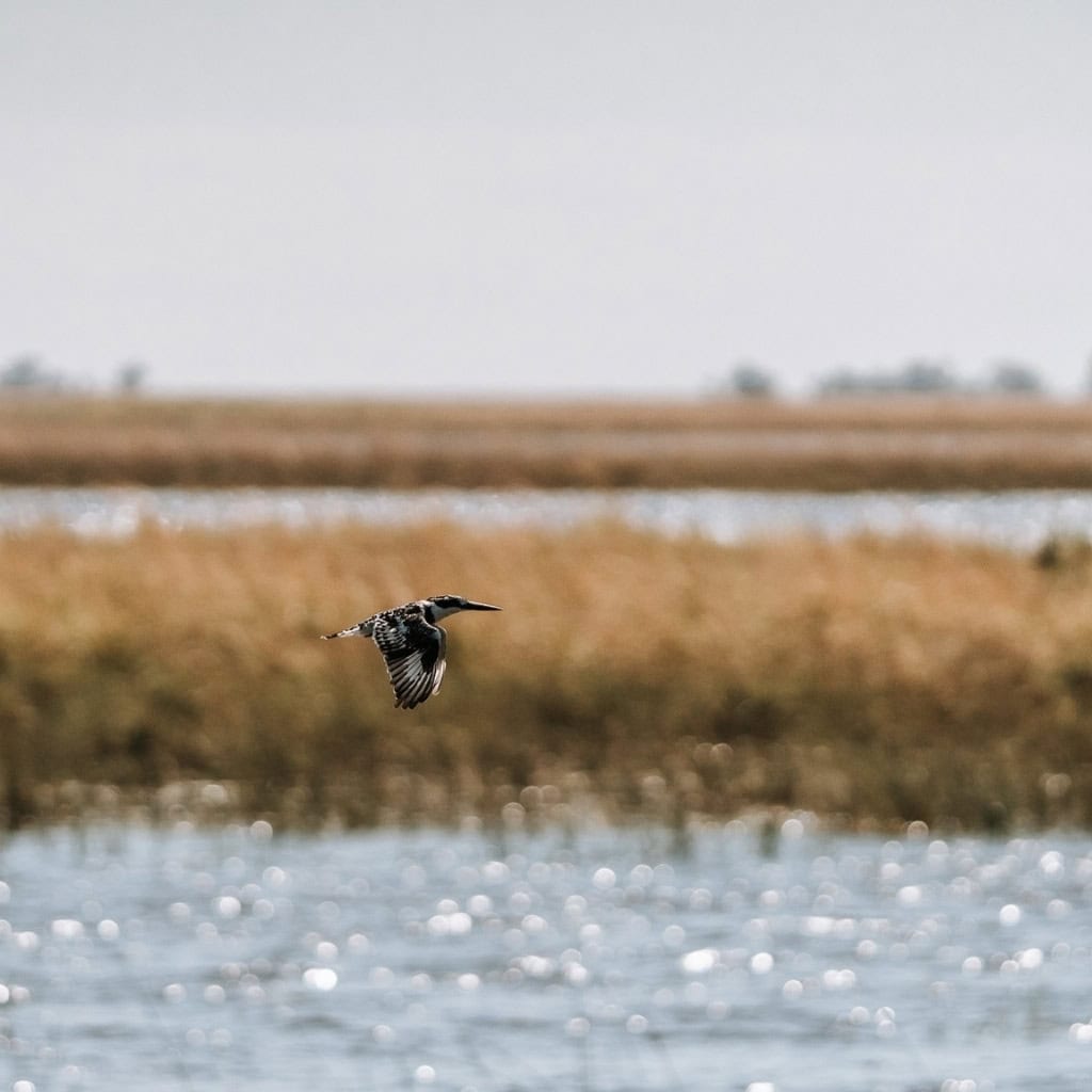 Graufischer Flug über Wasser