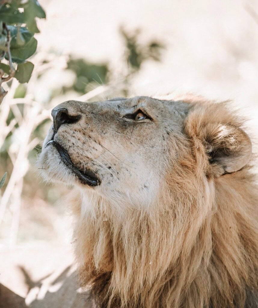 Löwe in der Savuti Region