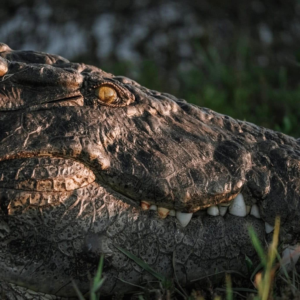 Nilkrokodil im Chobe Fluss