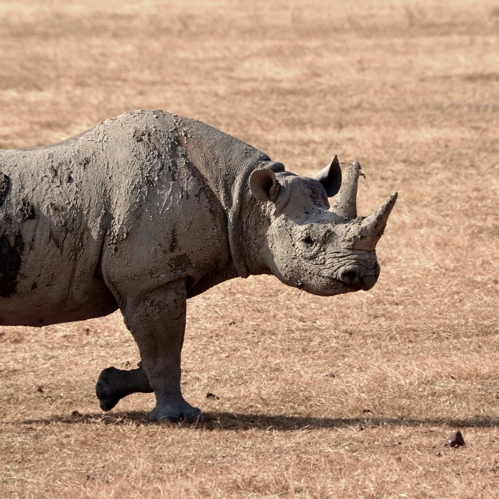 Black Rhino portrait in der Savanne