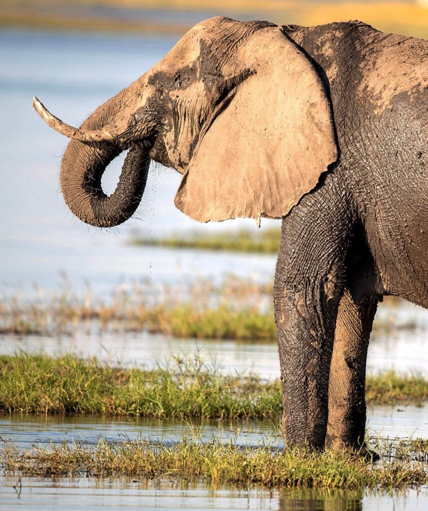 Elefant im Chobe Fluss trinkt