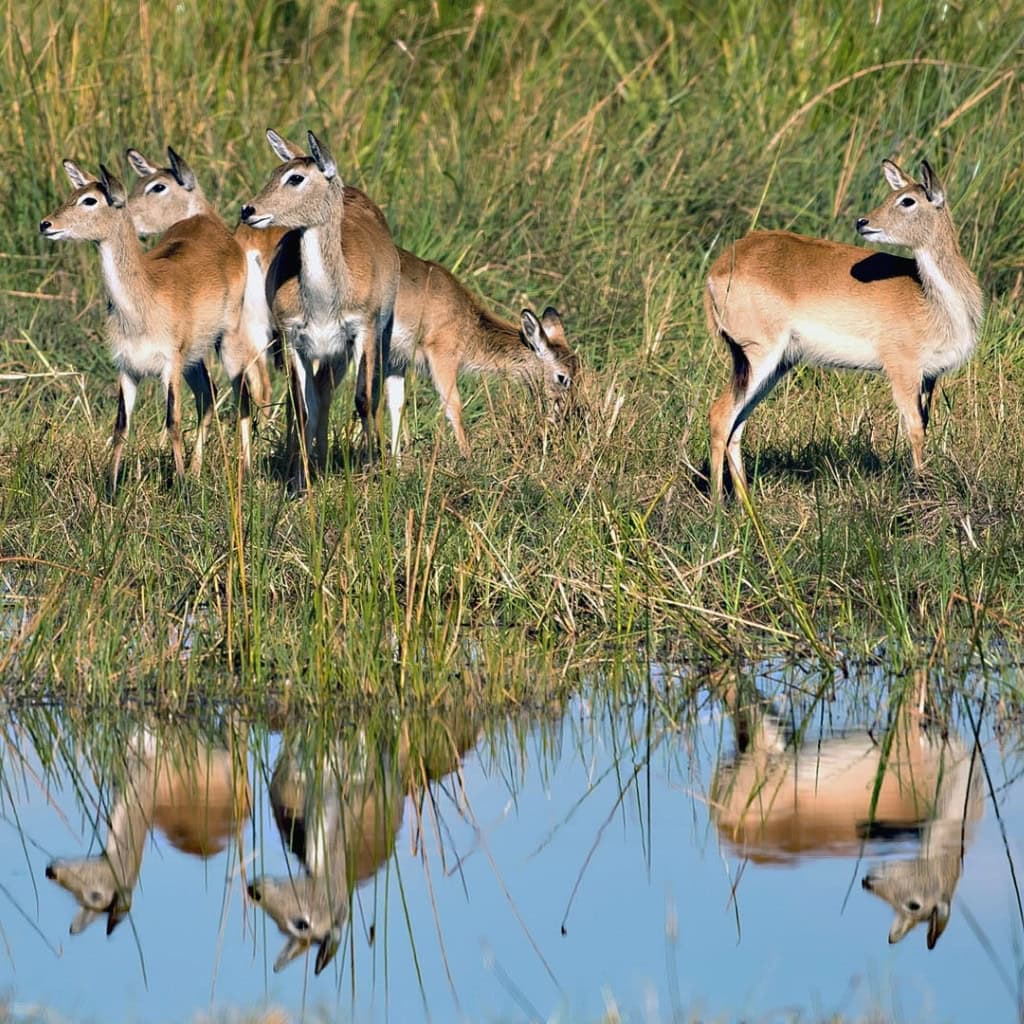 Lechwe Antilopen am Flussufer
