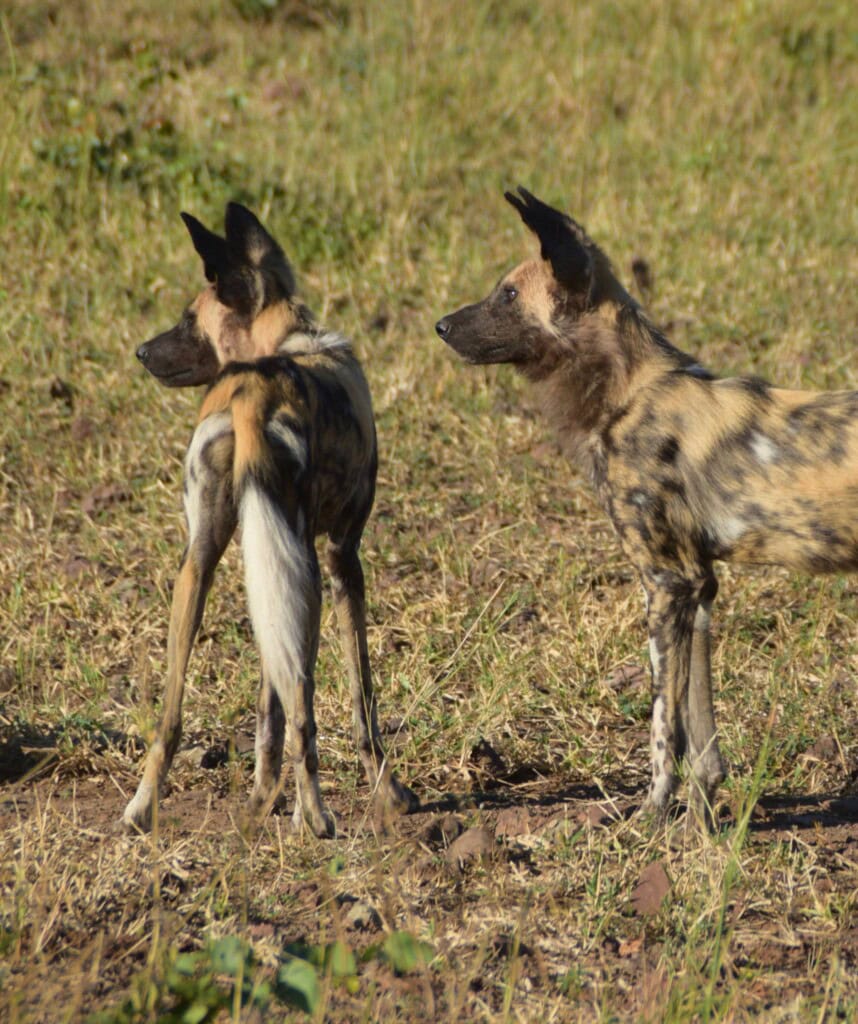 Wildhunde in Botswana