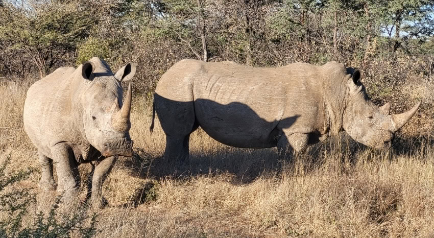 zwei breitmaulnashörner stehen im busch in namibia.