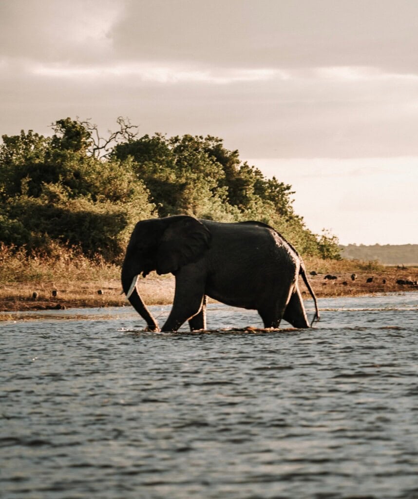 Elefant im Chobe Fluss