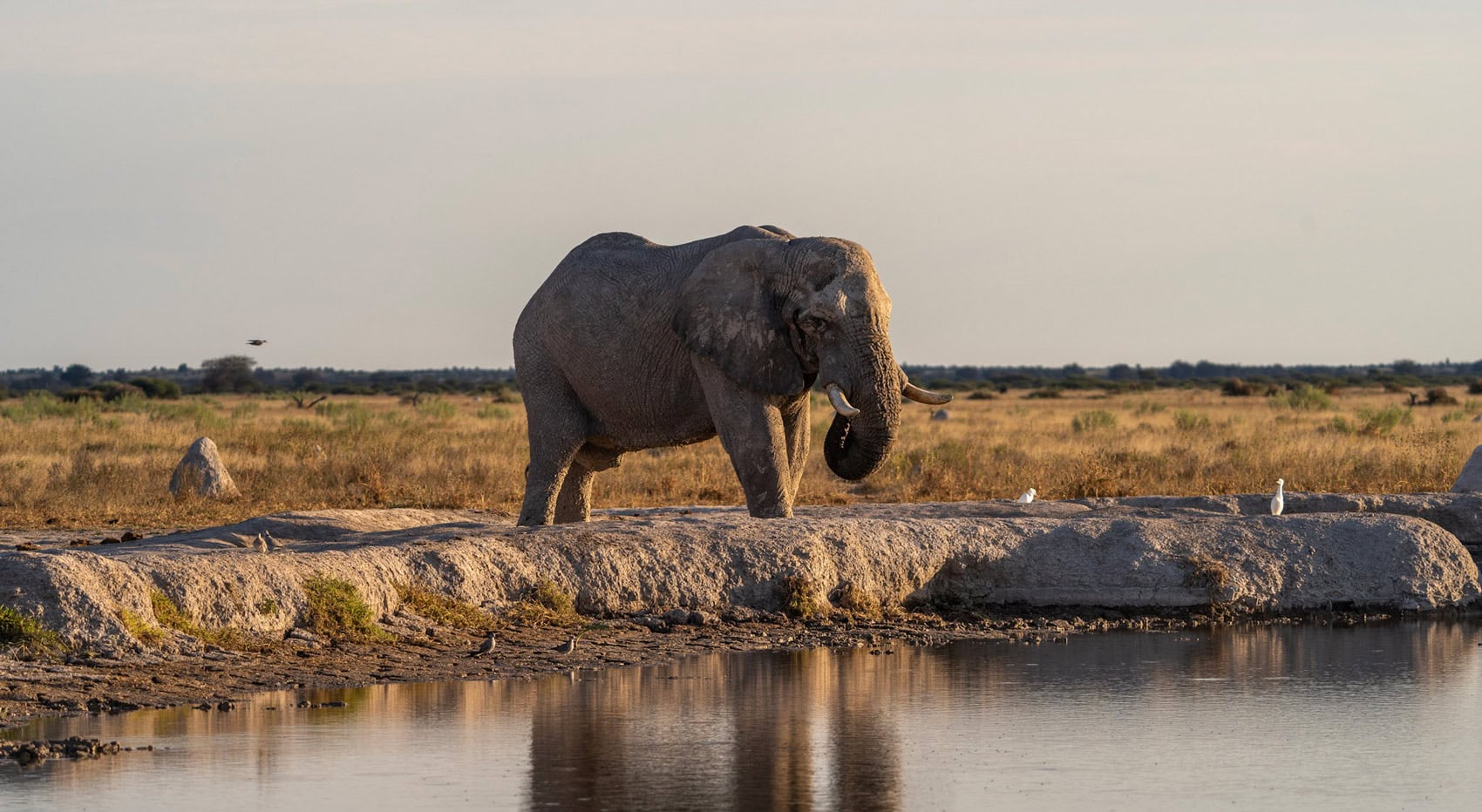 Ein Elefant im Etosha, in Namibia an einem Wasserloch. Ein Elefant im Etosha, in Namibia an einem Wasserloch.