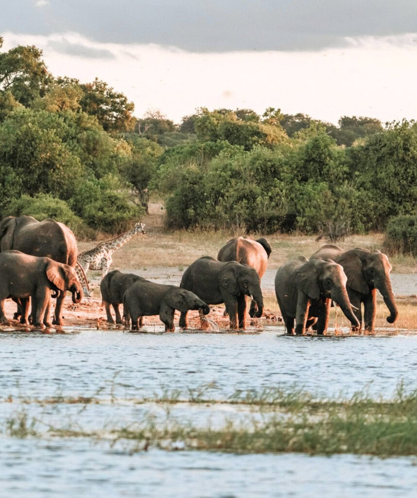 Elefanten tummeln sich am Fluss Chobe