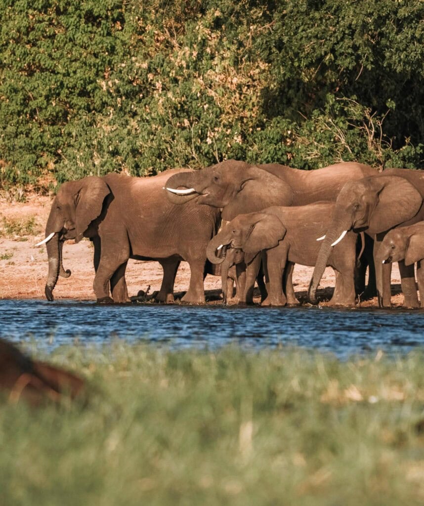 Elefantenherde am Flußufer des Chobe