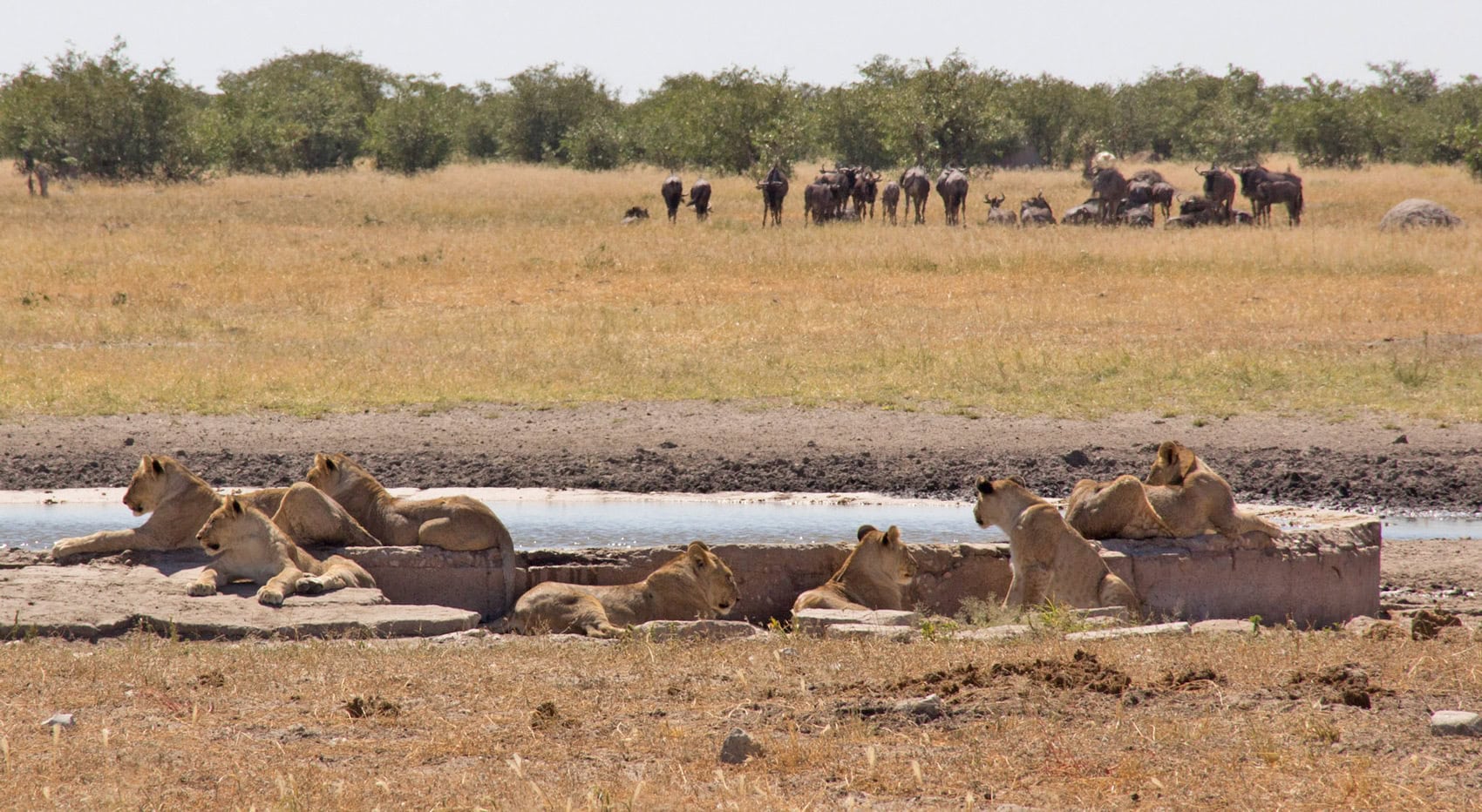 Ein Löwenrudel an einem Wasserloch. Im Hintergrund sind Gnus. Ein Löwenrudel an einem Wasserloch. Im Hintergrund sind Gnus.