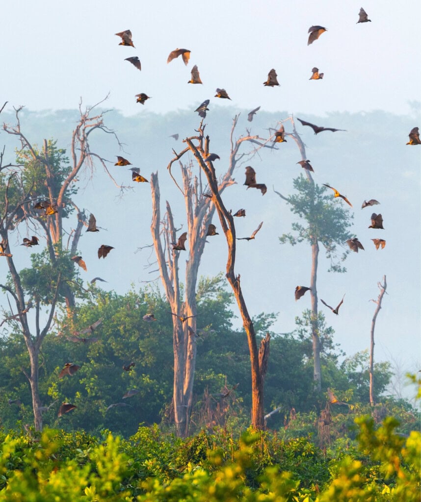 Fledermäuse im Flug -Kasanka Forest Sambia