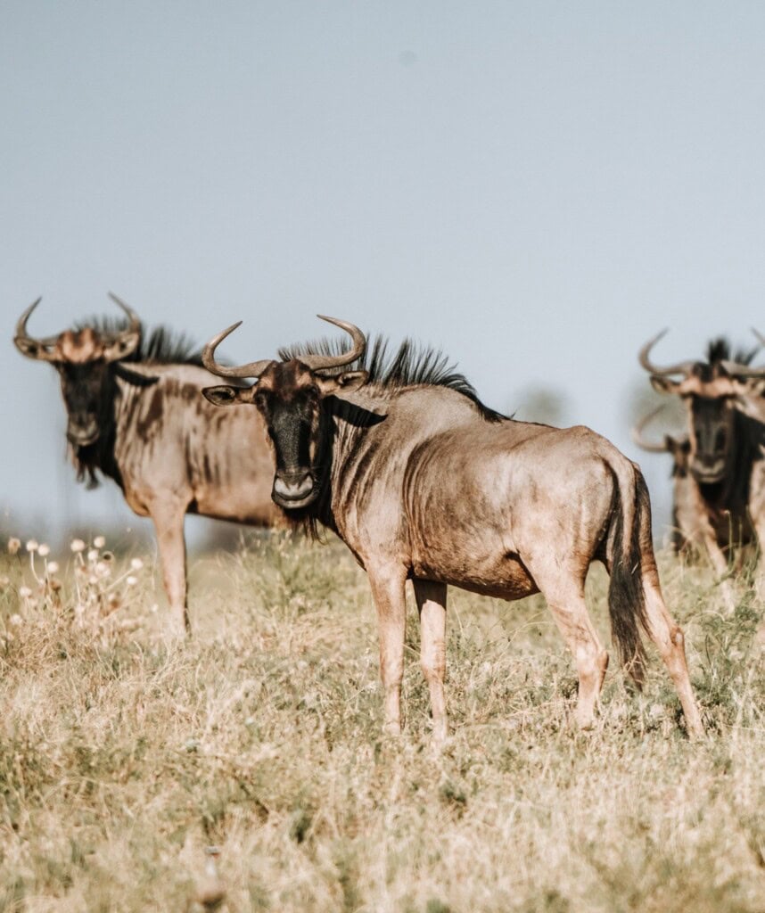 Gnus in der Steppe der Liuwa plains