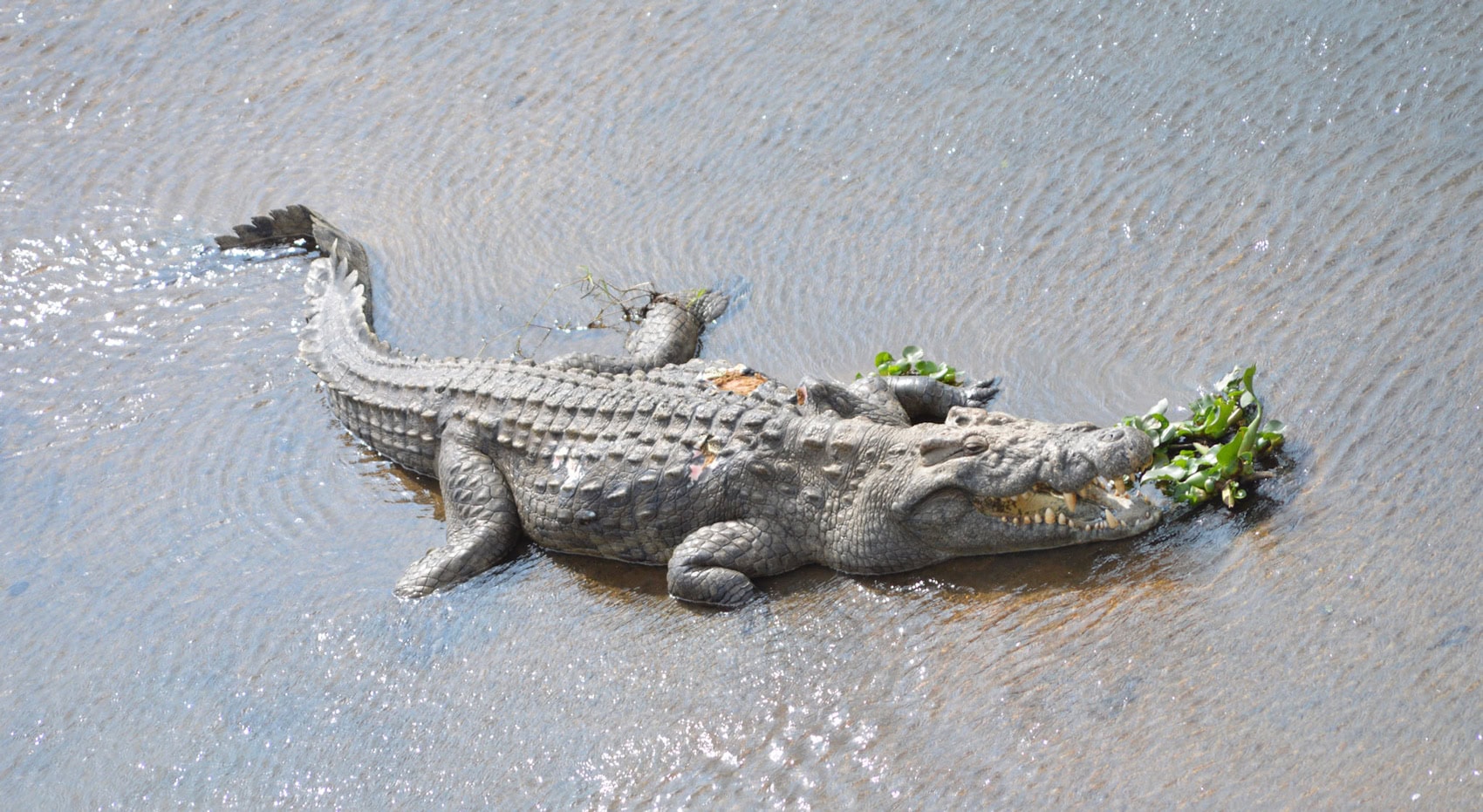 Ein Krokodil in einem Fluss im Kruger. 