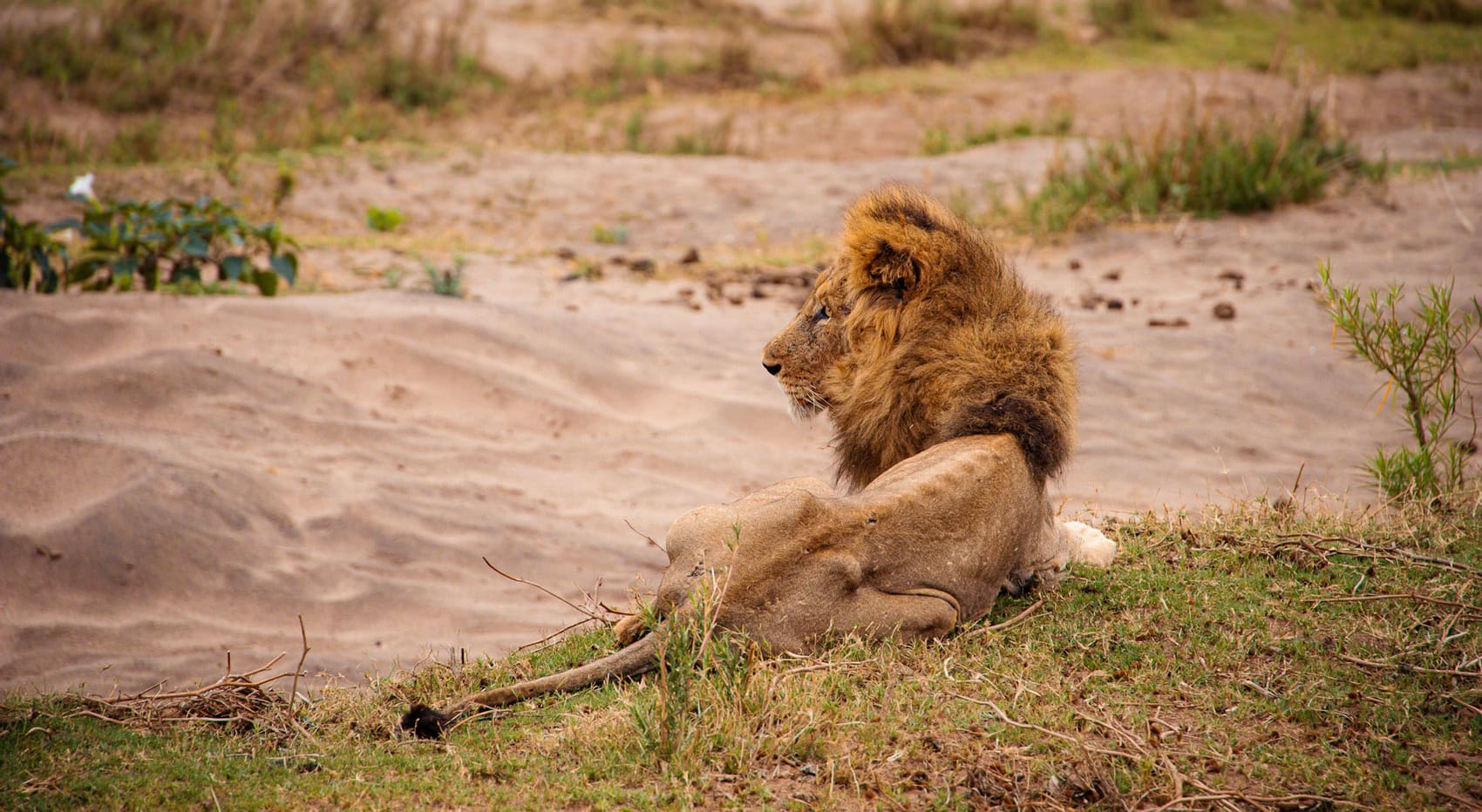 Ein sehr dünner, hungrig aussehender Löwe im Kruger Nationalpark.