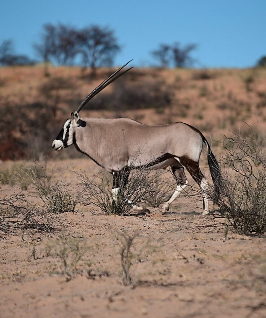 Oryx Antilope in karger Landschaft der Kgalagadi.