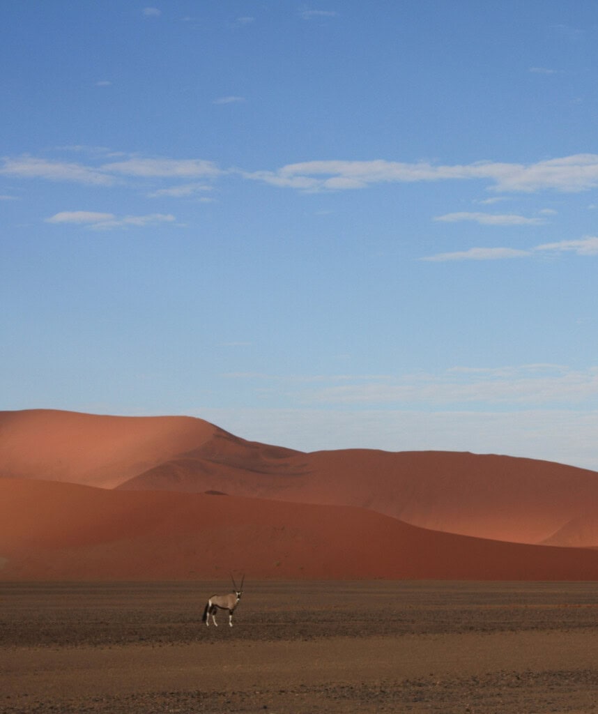 Eine Oryx Antilope in der Namib Wüste