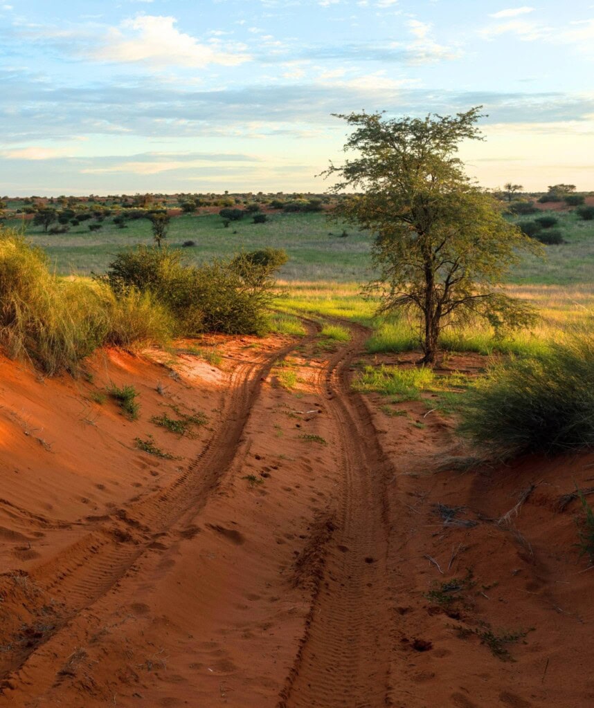 Rote Dünenlandschaft der Kalahari