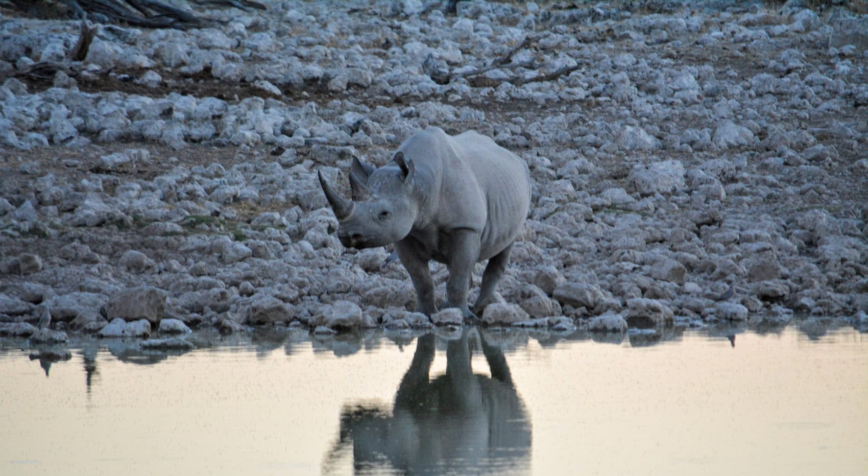 Ein Spitzmaulnashorn in Namibia. Ein Spitzmaulnashorn in Namibia.