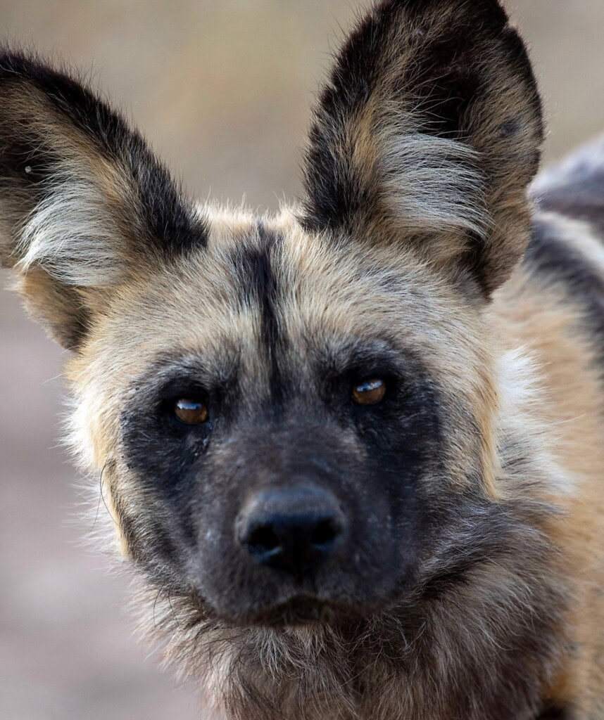 Ein Portrait eines Wildhund im Moremi Game Reserve