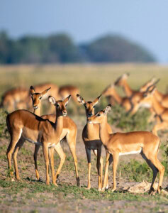 Windhoek bis Chobe – Spektakuläre Wunderwelten