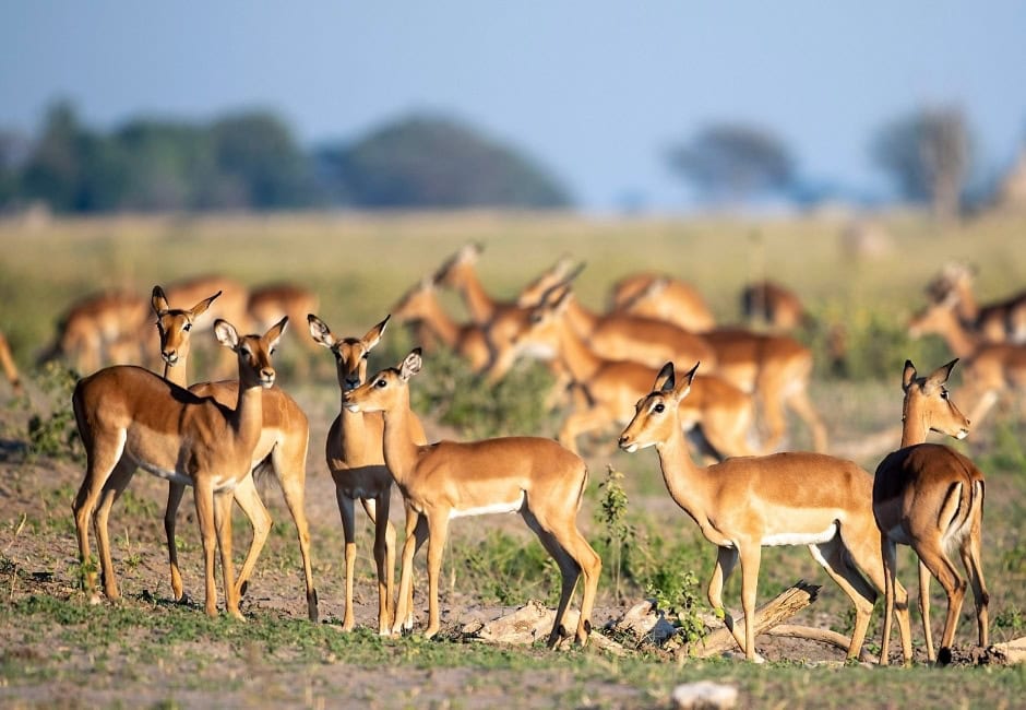 Gazellen auf Selbstfahrereise von Windhoek nach Chobe